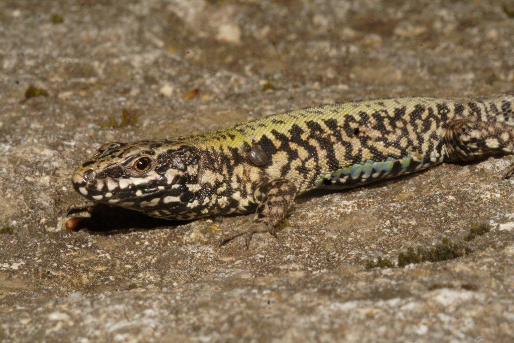 Nuovo sito di Ululone: ricco ed affollato!